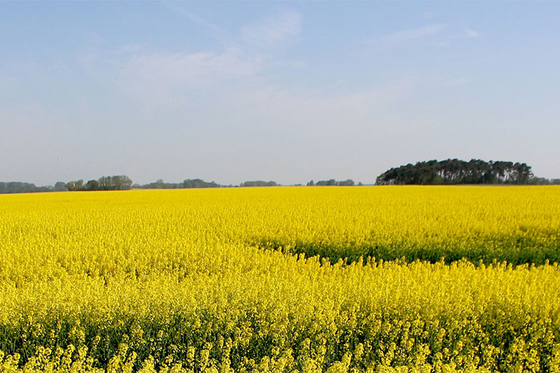 Die Landwirte